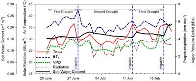 Relating microtensiometer-based trunk water potential with sap flow, canopy temperature, and trunk and fruit diameter variations for irrigated ‘Honeycrisp’ apple